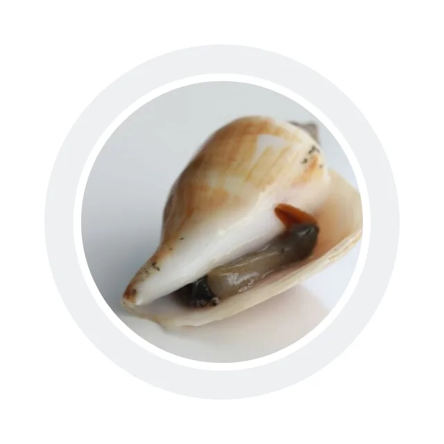 
Live Sungsuwan Large Wing Shell Delicious Seafood from Thailand 
