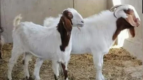 
Zaraibi goats,cow,camel,sheep,goat,ox,bull 