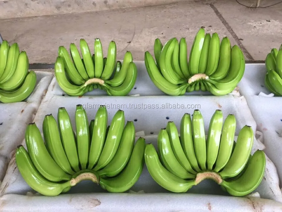 
Price cheap box cavendish banana from Vietnam newest 2020 