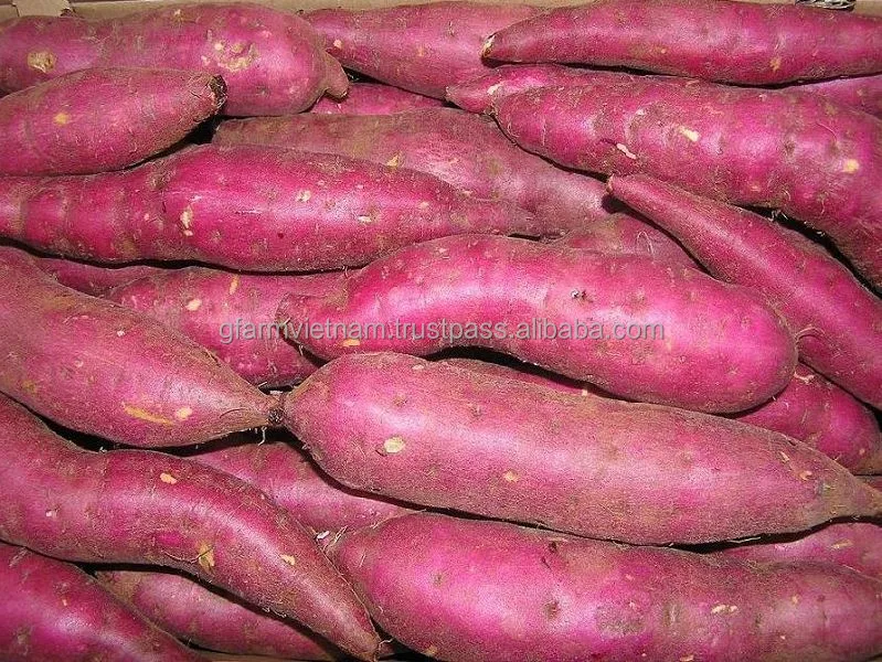 
TOP QUALITY fresh purple sweet potato or yellow sweet potato 