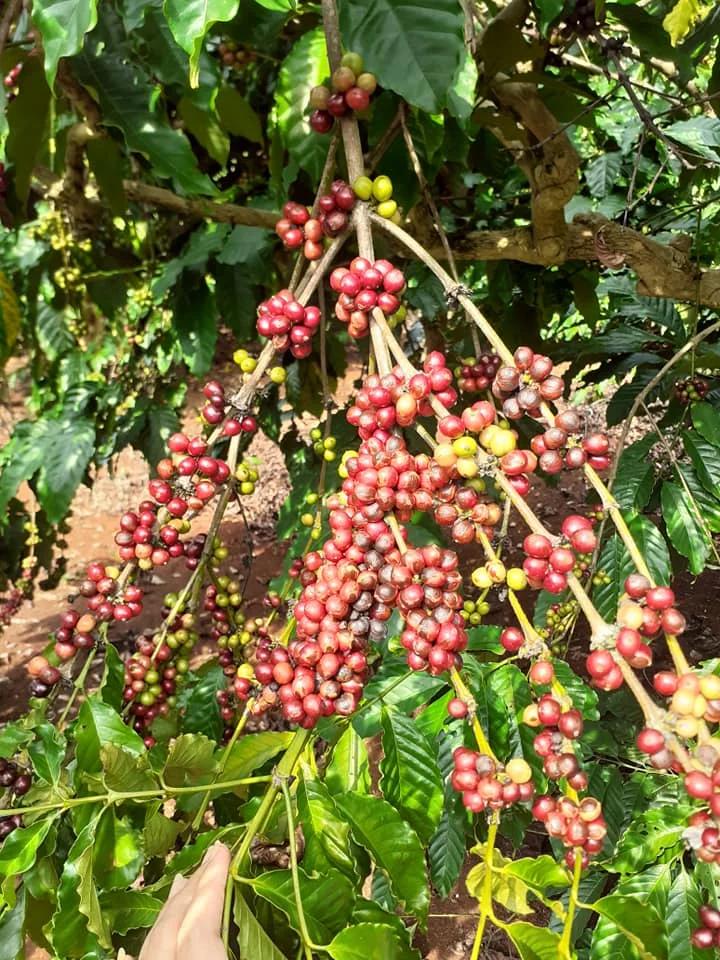 
Instant coffee powder in bag - health additive free dry powder for sale refreshing instant drink sachets exclusive production 