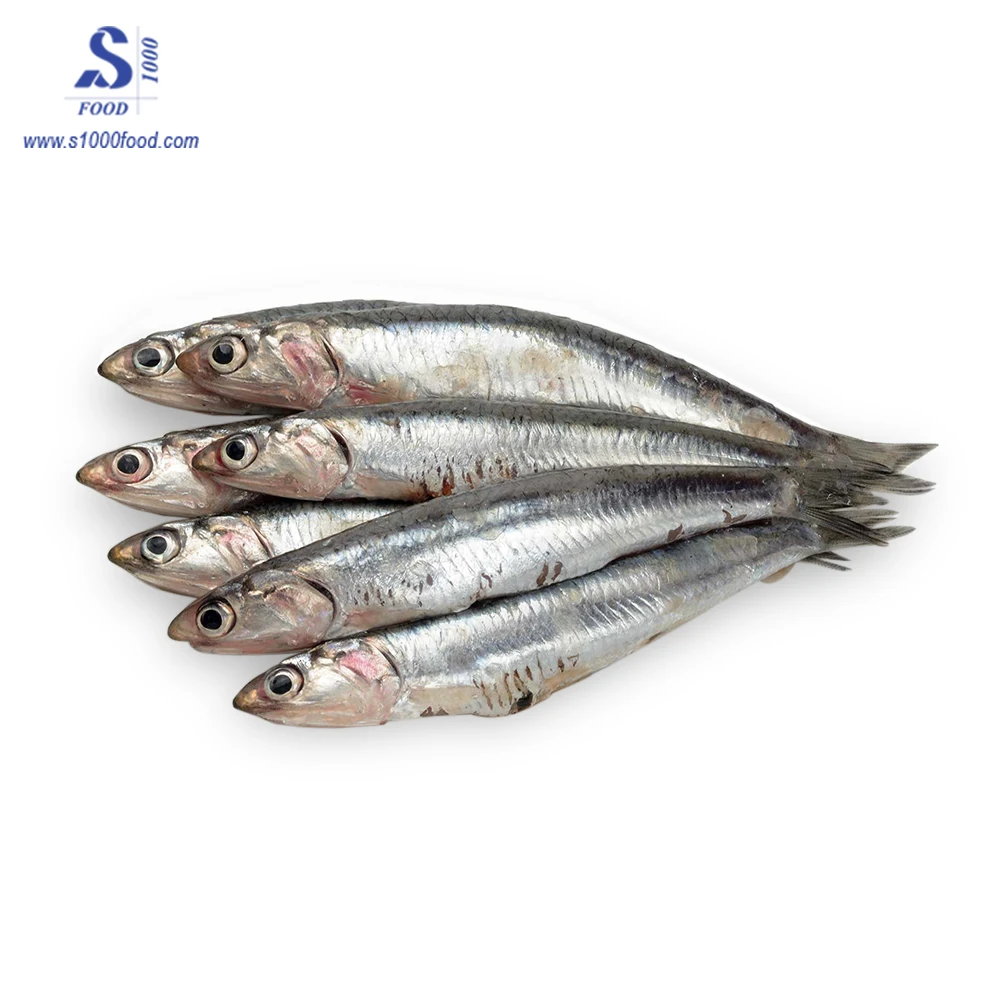 frozen anchovies (stolephorus commersonnii) at the best price