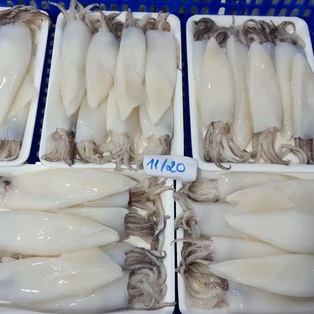 
FROZEN WHOLE CLEANED SQUID (LOLIGO) 