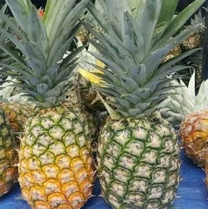 
Wholesale Fresh Pineapple best price 
