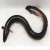 quality eels fish for sale