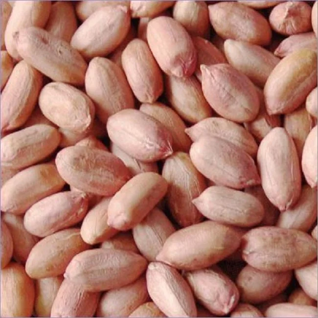 groundnut-bold (2).jpg