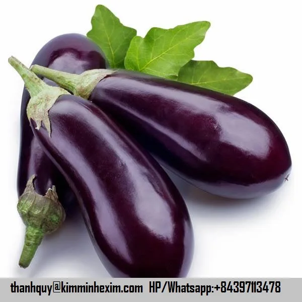 eggplant fresh eggplant with high quality ready for sale