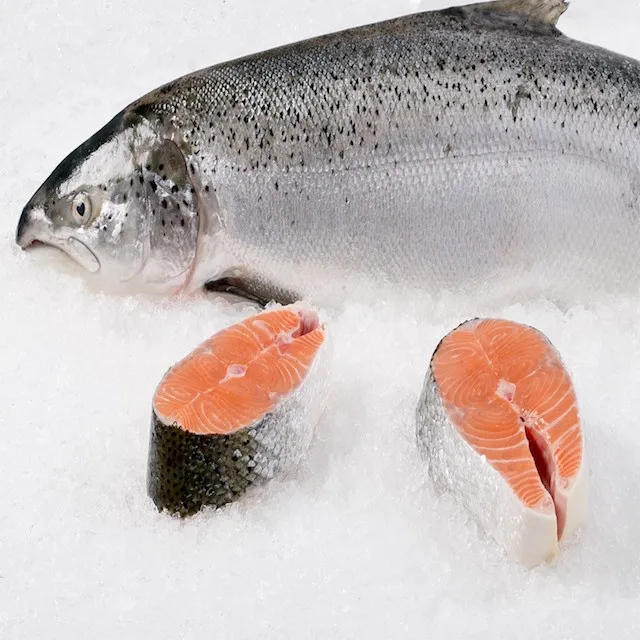 frozen salmon fish suppliers