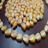Poultry Feed Dry Maize/Dried Yellow Corn/Dried Corn wholesale