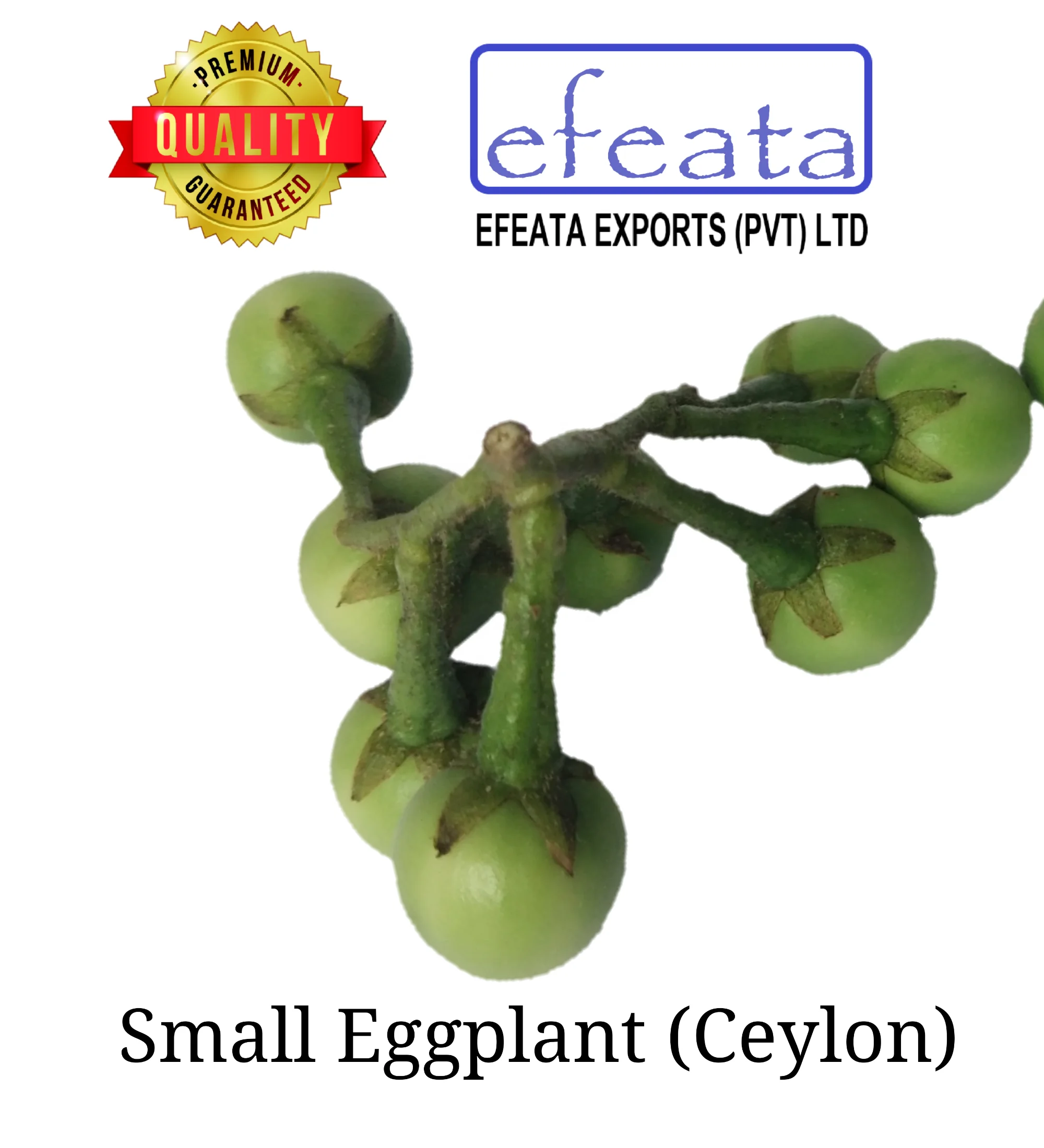 
Pea Eggplant Solanum trilobatum Ceylon Ayurvedic Herbal Hygienic Organic Vegetable Thai Eggplant Small Eggplant 