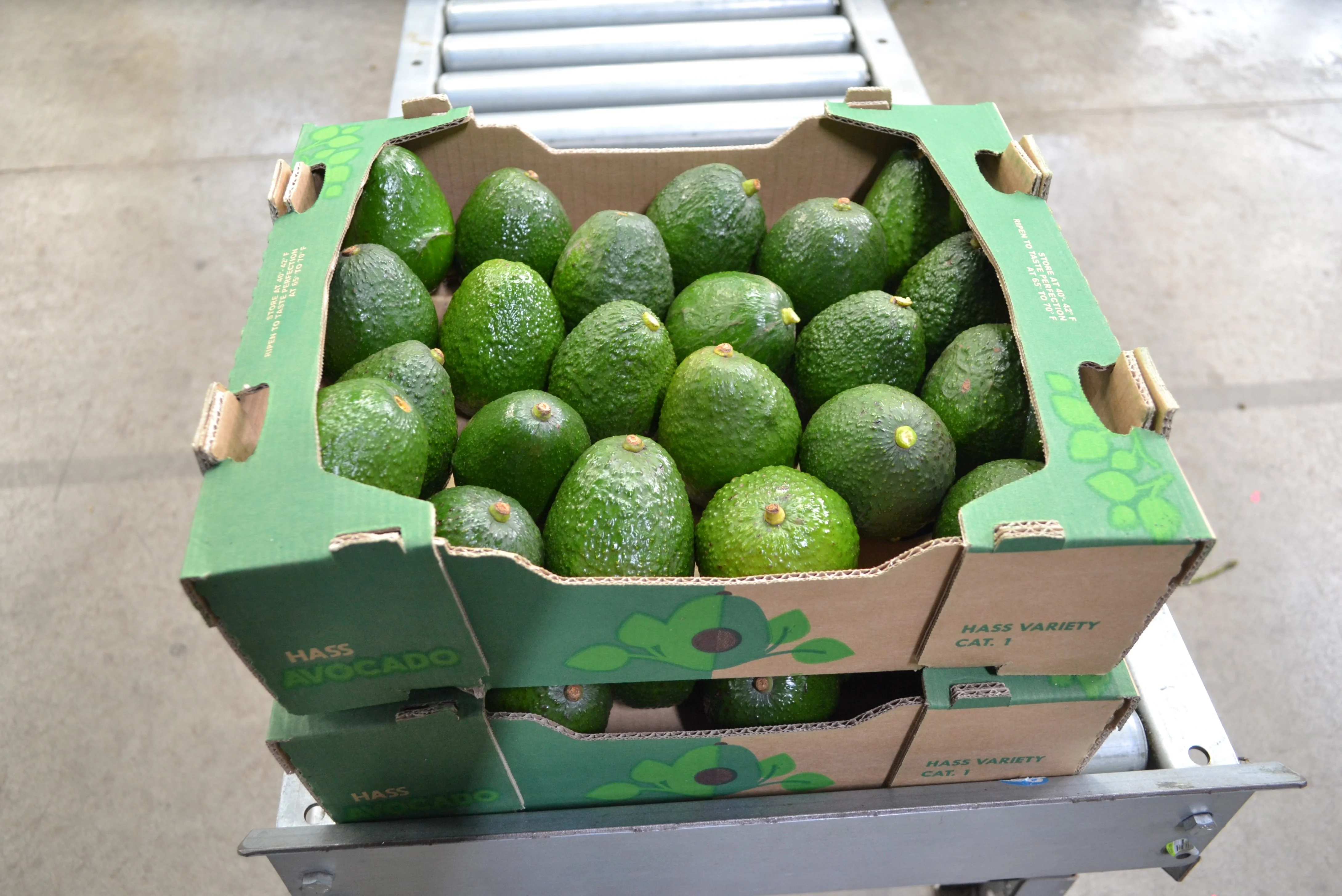 
Fresh quality Mexican hass avocado 