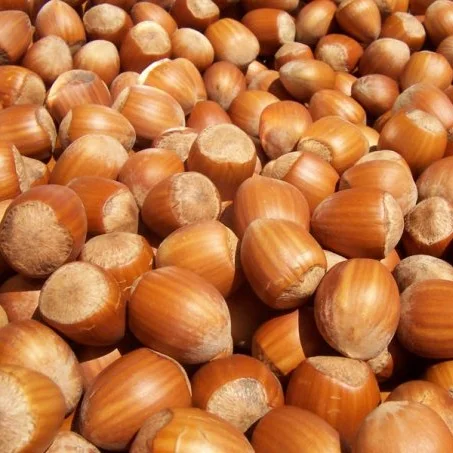 
Good Quality Natural and Organic Raw Hazelnut 