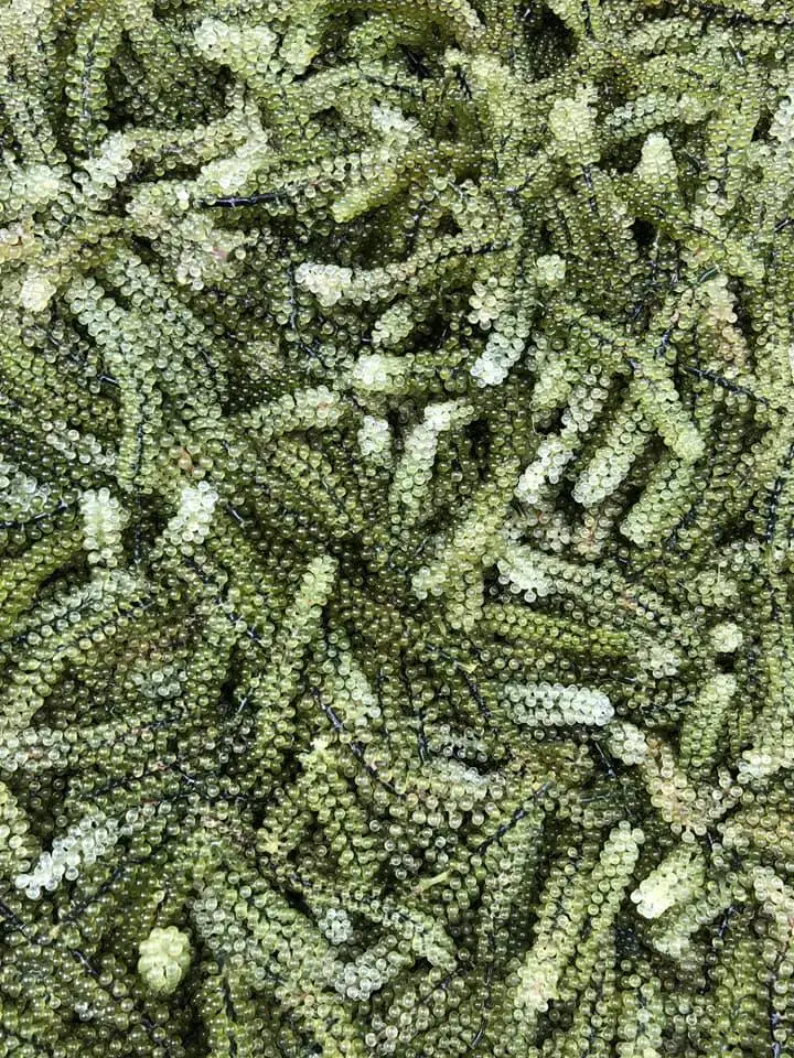 
100% NATURAL SEA GRAPE from VietNam//WHATSAPP +84-845-639-639 