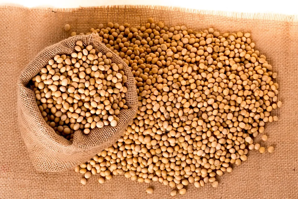 non gmo premium quality soybean available for cheap price
