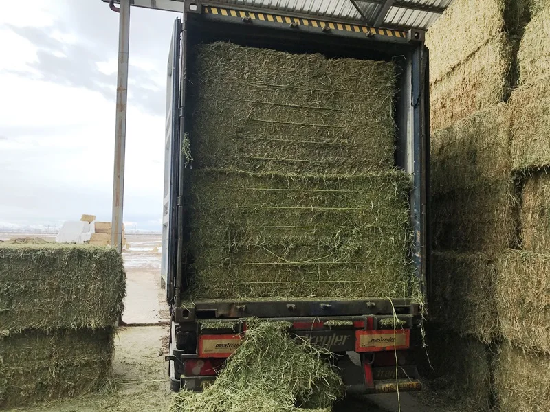 
Sun dried Alfalfa Hay from Turkey 