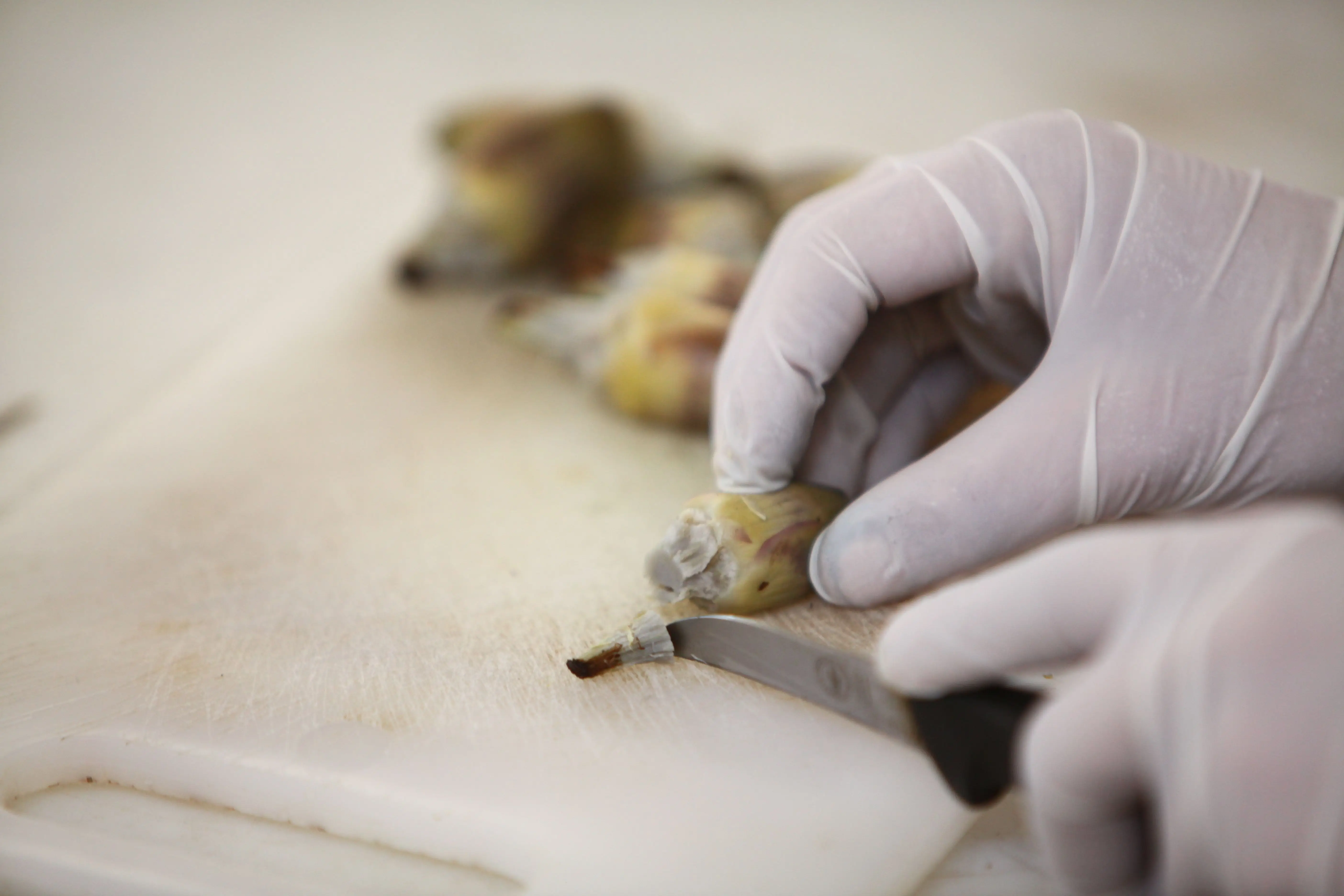 
Fillets of grilled aubergines - Made in Italy - Gourmet gift idea - Preserves aubergines- Gluten Free - Vegan food 