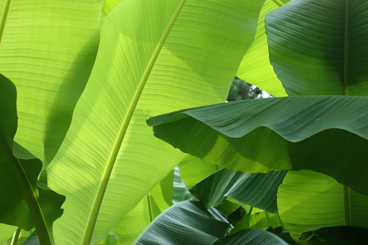 Fresh Banana Leaf From Viet Nam - Buy Banana Leaf,Banana Leaves,Fresh ...