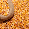 Yellow / White & Red Maize / Corn good quality for multipurposes
