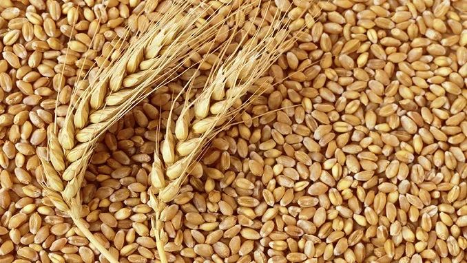 wheat1.jpg