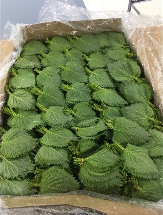 Fresh Green Shiso - Perilla Leaves - Britton Leaves/ Vicky +84 90 393 ...