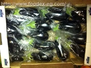 
Fresh Eggplant Origin Egypt 