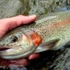 Rainbow trout For Sale