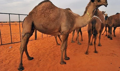 
Shall camels 