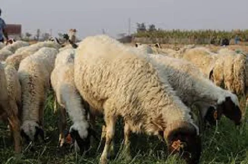 
Adeli sheep,cow,camel,sheep,goat,ox,bull 