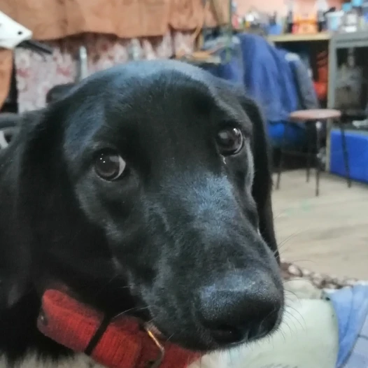 Термостат (термоэлемент) "зимний" (92°С) обрезиненный клапан Luzar для ...