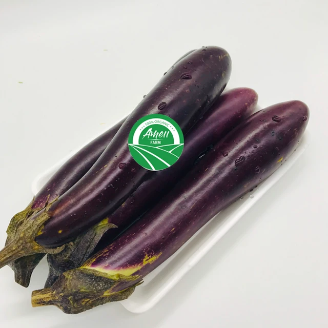 
FRESH ORGANIC EGGPLANT VIET NAM 