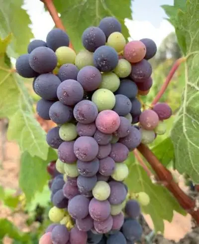 fresh red,green globe seedless grapes for sale