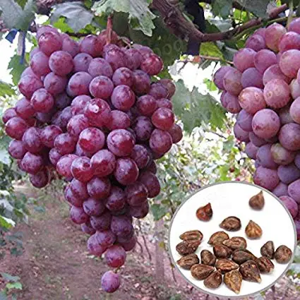 fresh seedless red grape crimson/grape seed proanthocyanidin 95%