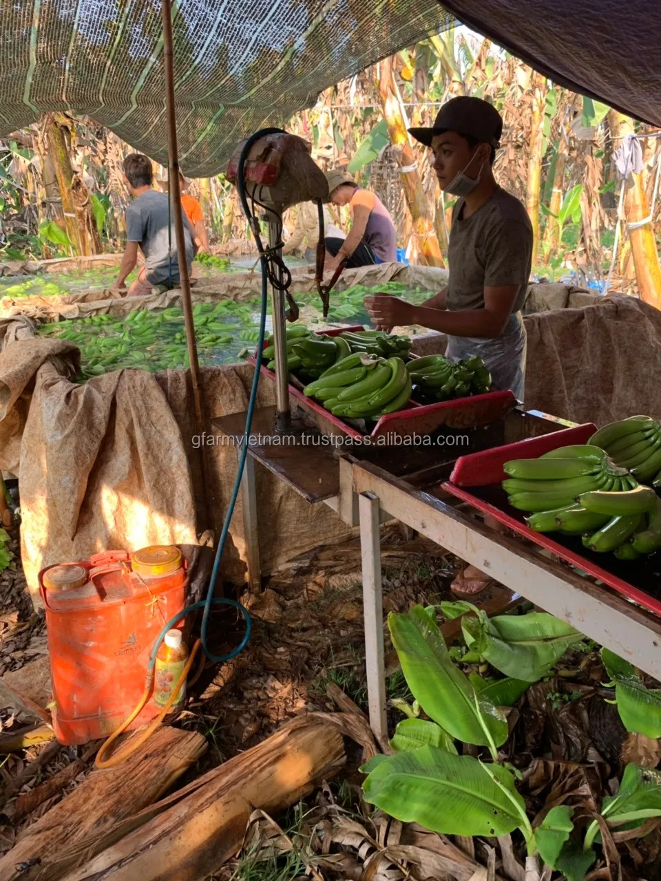 
CROP 2020 Fresh banana in carton 14kg export 