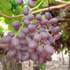 Fresh Seedless Red Grape Crimson