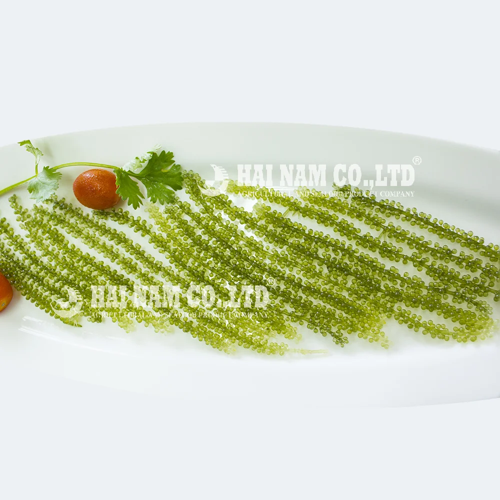 
Wholesale High Quality Fresh Salted Style Grape Seaweed Made In Vietnam 