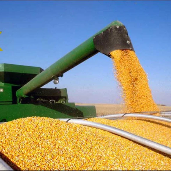 yellow maize5.jpg