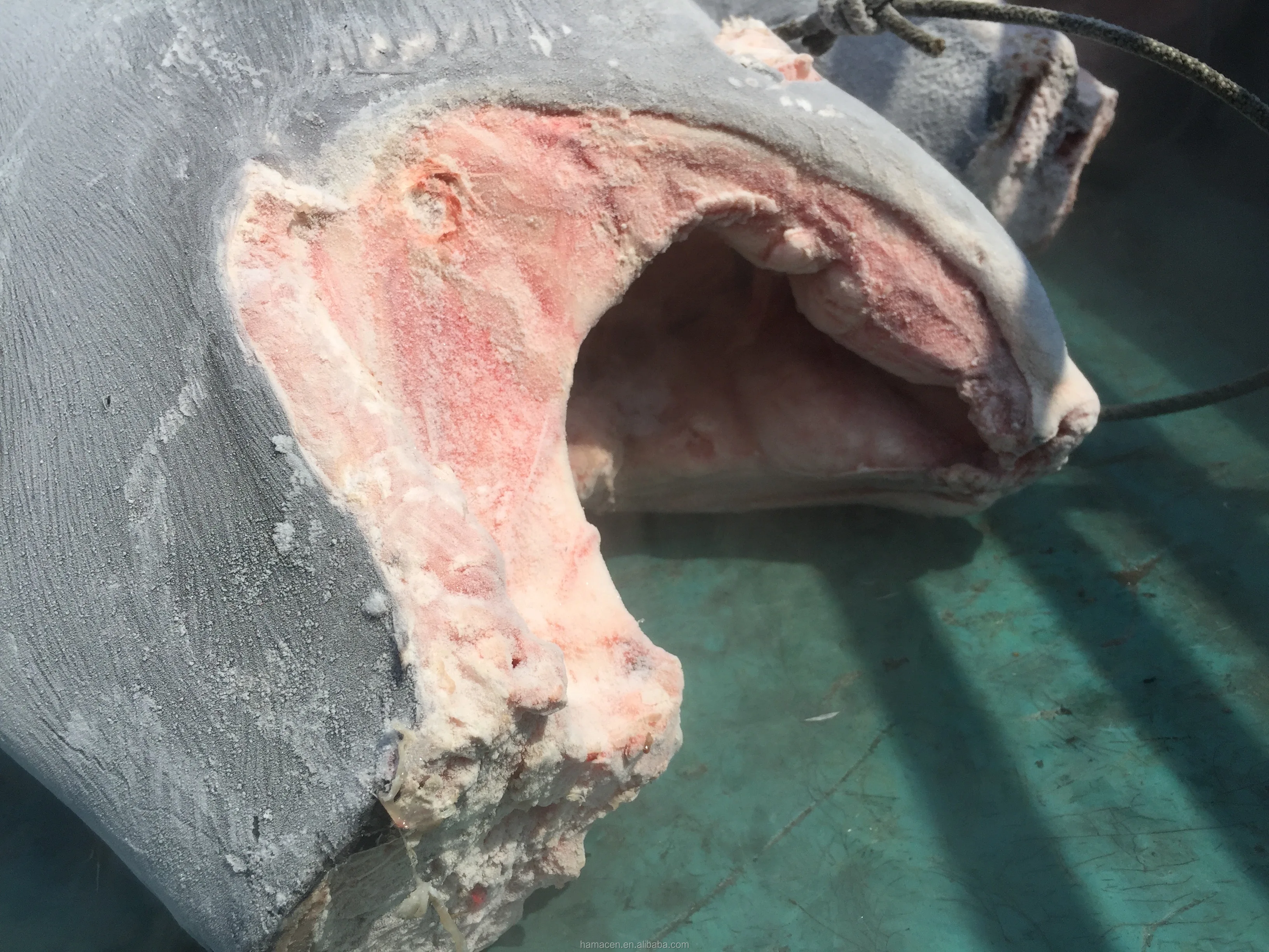 _Blue marlin_009.jpg