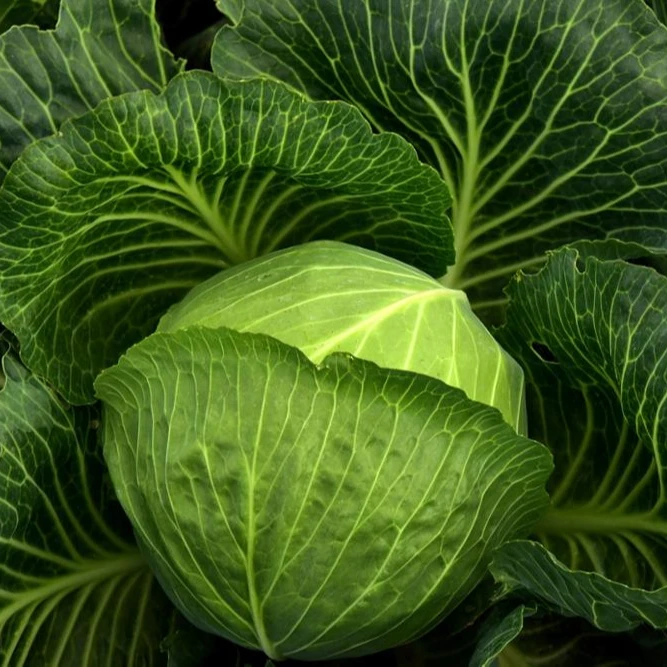
Wholesale bulk export prices per ton green fresh frozen cabbage for sale 