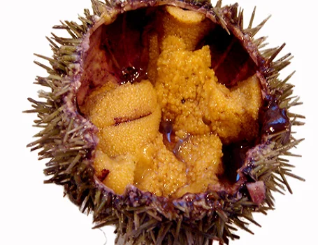 
HOT SELLING FRESH/FROZEN SEA URCHIN (UNI) COMPETITIVE PRICE 