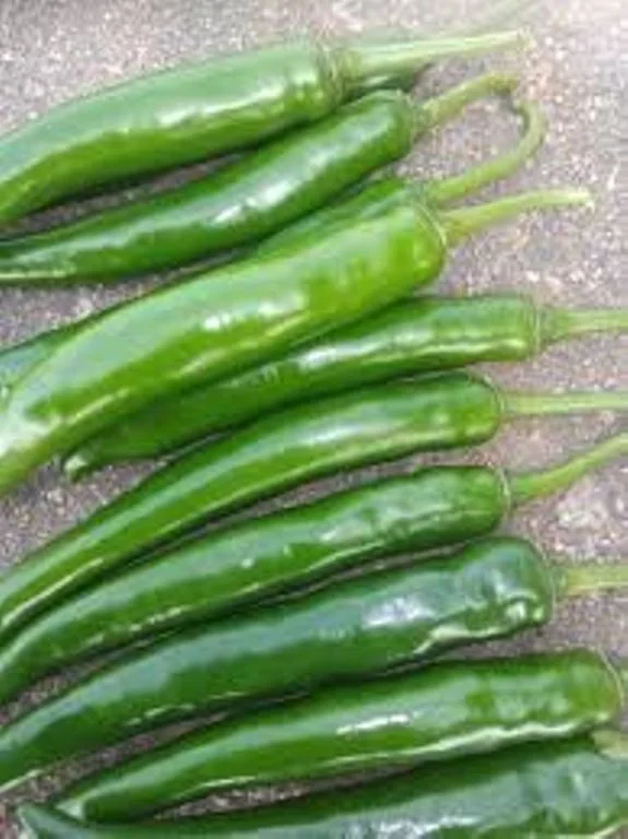 wholesale g4 green chillies
