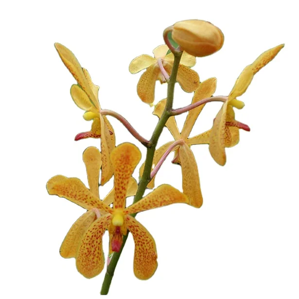 
orange orchids mokara Flowers 