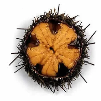 
TASTY FRESH/FROZEN SEA URCHIN ROE HOT SELLING 