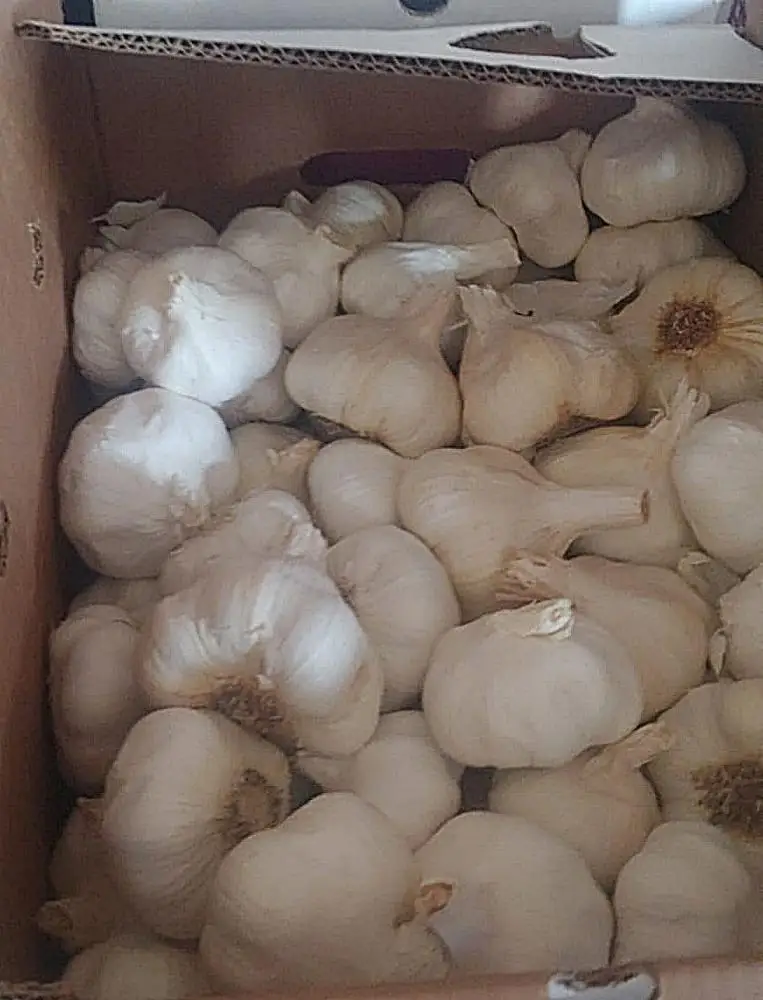 
Fresh natural white garlic/ 2020 Harvest/ Top quality garlic/ 