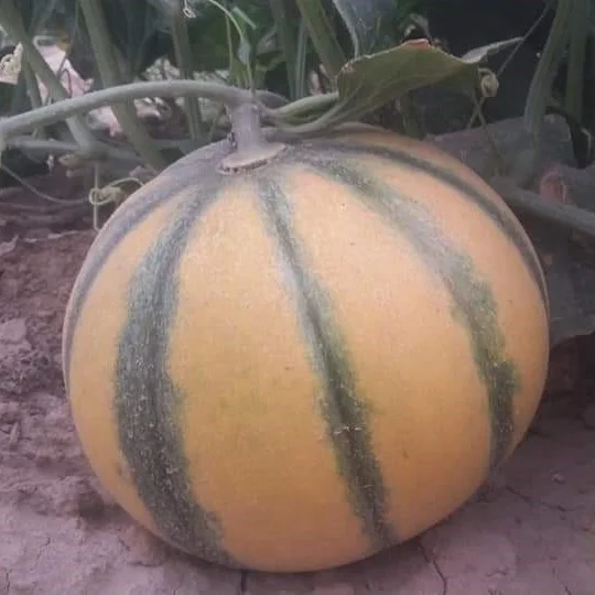 
MUSK Melon Seeds 