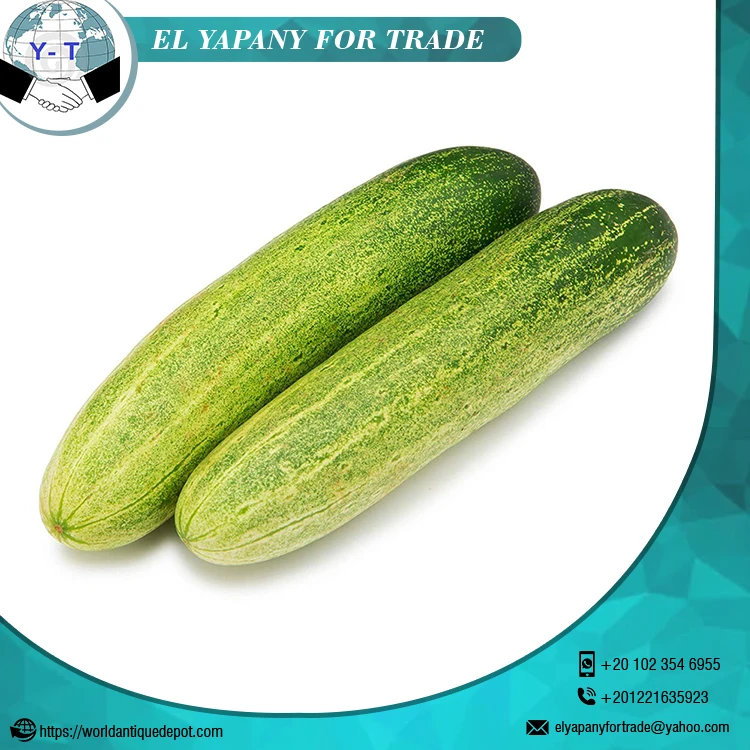 
Fresh Cucumber for Sale 