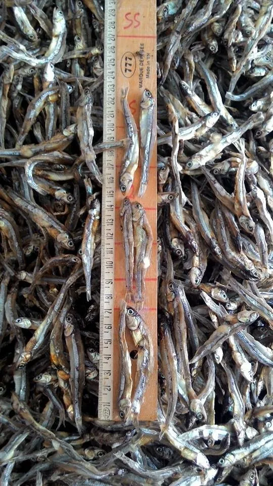 Special Product From Viet Nam/ Dried Anchovy Fish In Bulk Low Price/ms