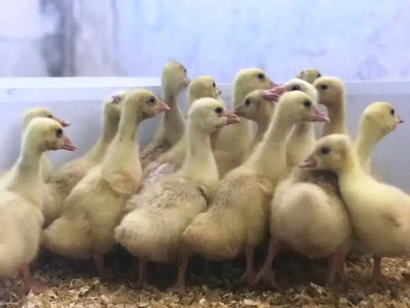 
Live Pekin Duck chicks from Turkey 