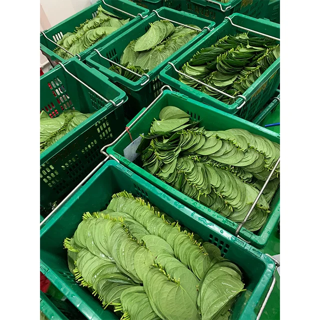
Indian Betel Leaf 