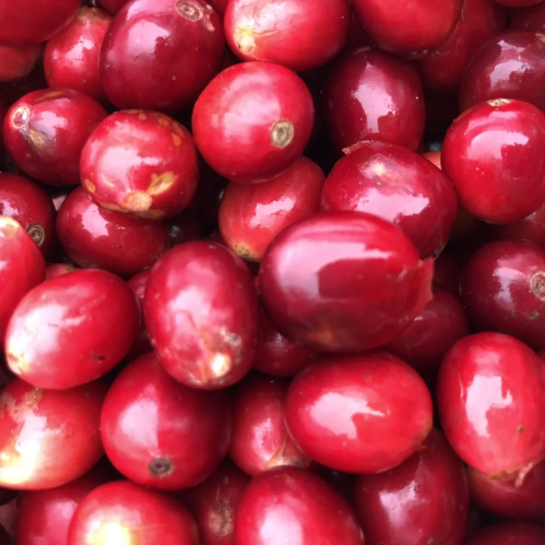 
Nicaragua SHG Washed Green Coffee Beans Raw Coffee Beans Wholesale 