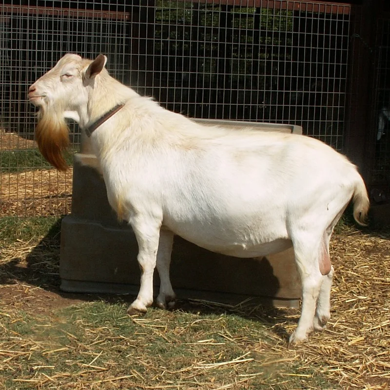 Saanen Goat 4.jpg